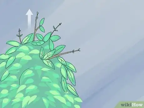 Imagen titulada Prune a Trumpet Vine Step 10