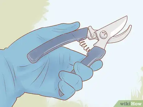 Imagen titulada Prune a Rubber Plant Step 5