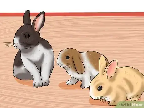 Imagen titulada Care for a House Rabbit Step 21