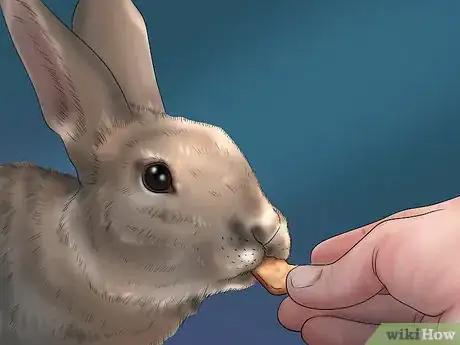 Imagen titulada Get Your Bunny Used to You Step 7