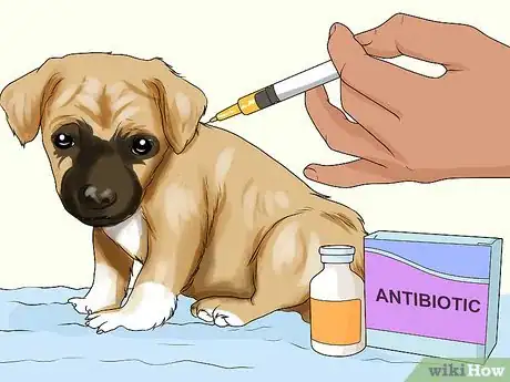 Imagen titulada Handle Aspiration Pneumonia in Young Puppies Step 5