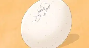 hacer una incubadora doméstica para pollos
