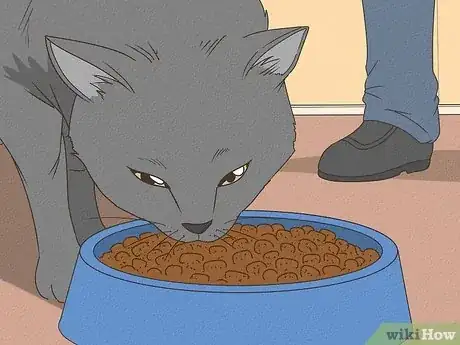 Imagen titulada Handle a Stray Cat Step 16
