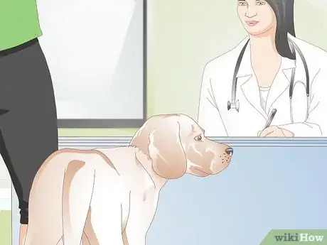 Imagen titulada Treat Benign Fatty Skin Tumors on Dogs Step 2