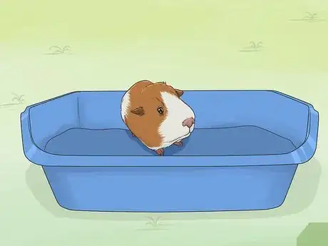 Imagen titulada Train Your Guinea Pig Step 6