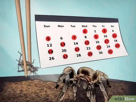 Imagen titulada Keep Spiders As Pets Step 8