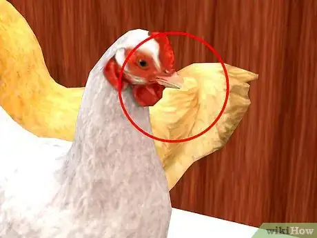 Imagen titulada Care for a Chicken in an Apartment Step 6