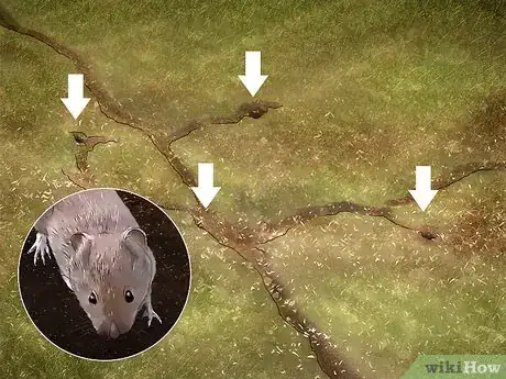 Imagen titulada Kill Voles Step 1
