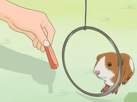 Imagen titulada Train Your Guinea Pig Step 5