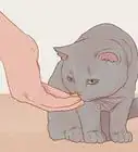 saludar a un gato