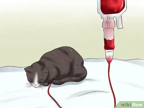 Imagen titulada Treat Feline Panleukopenia (Distemper) Step 7
