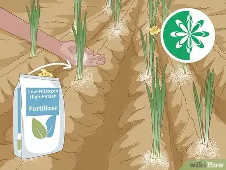 Imagen titulada Plant Daffodils Step 10