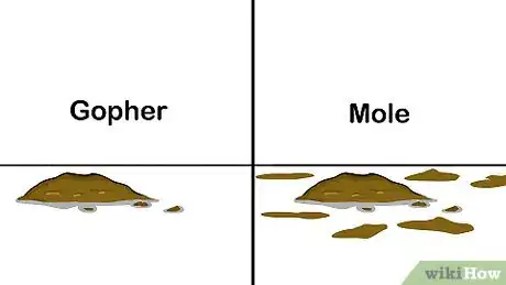 Imagen titulada Get Rid of Moles in Your Lawn Step 11