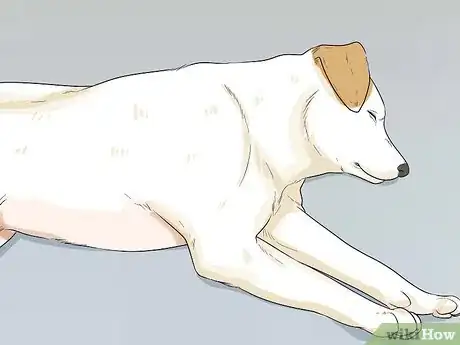 Imagen titulada Help Your Dog Recover from Surgery Step 18