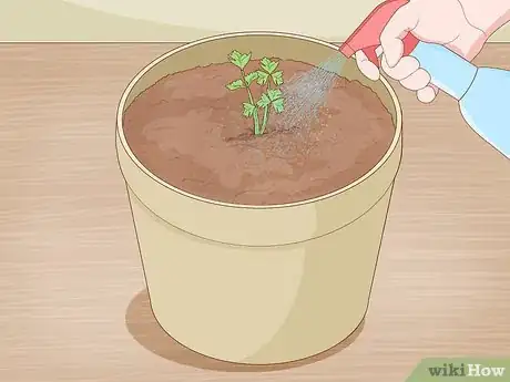 Imagen titulada Grow Celery from a Stalk Step 8