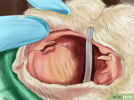 Imagen titulada Stop Your Cat from Drooling Step 6