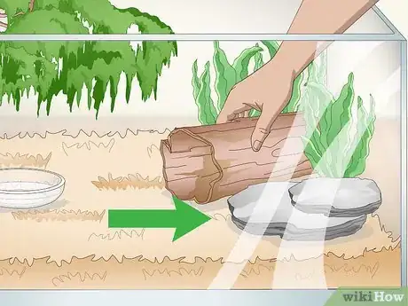Imagen titulada Care for an Eastern Box Turtle Step 10