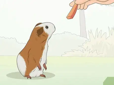 Imagen titulada Train Your Guinea Pig Step 2