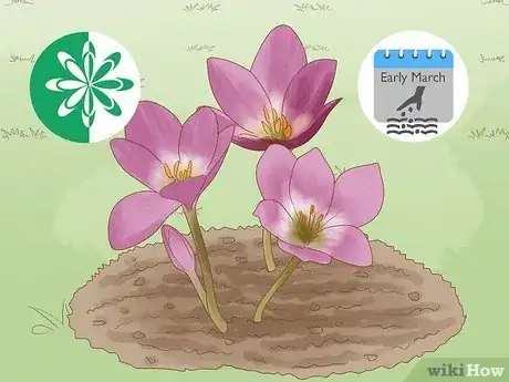 Imagen titulada Plant Bulbs in Grass Step 12