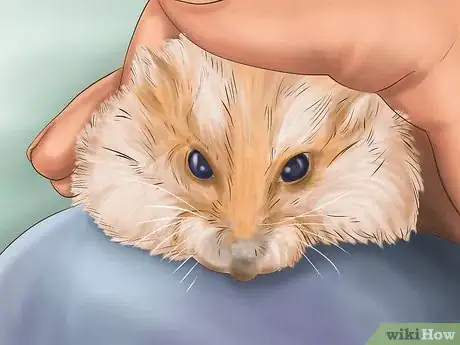 Imagen titulada Create a Bond With Your Hamster Step 6