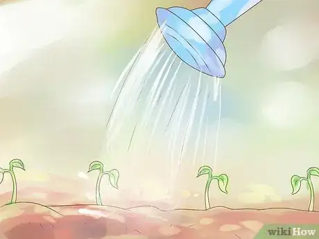 Imagen titulada Grow Pinto Beans Step 11