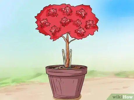 Imagen titulada Make a Japanese Maple Bonsai Tree Step 9