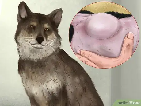 Imagen titulada Diagnose Skin Masses on Dogs Step 1