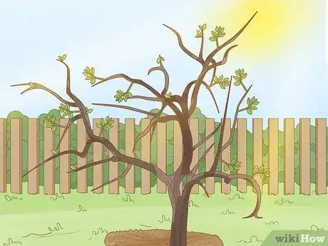 Imagen titulada Prune a Fruit Tree Step 13