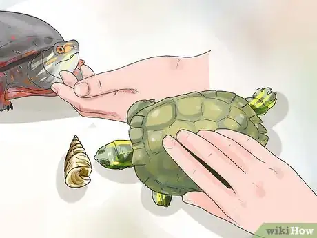 Imagen titulada Keep Your Turtle Happy Step 10