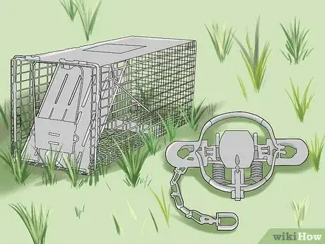 Imagen titulada Trap a Groundhog Step 1