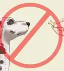 enseñarle a tu perro a hablar