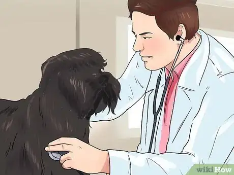 Imagen titulada Get Dogs to Mate Step 7