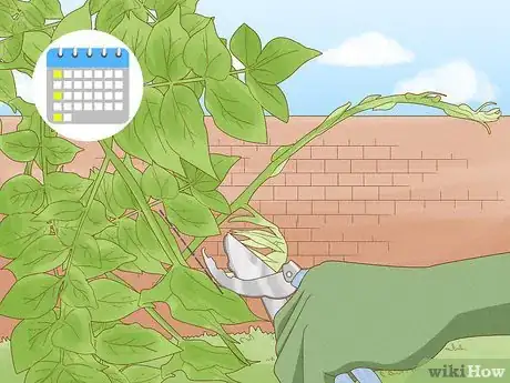 Imagen titulada Prune Wisteria Step 9