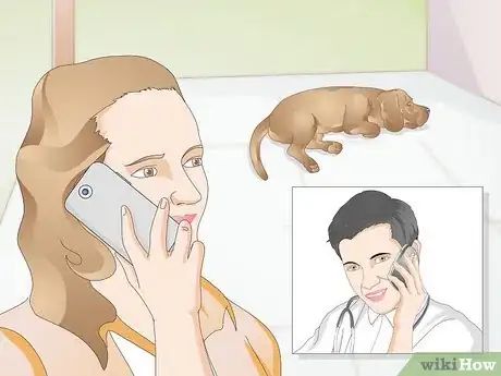 Imagen titulada Care for Dogs with Distemper Step 3