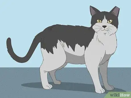 Imagen titulada Handle a Stray Cat Step 19