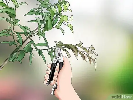 Imagen titulada Take Care of a Tree Step 8