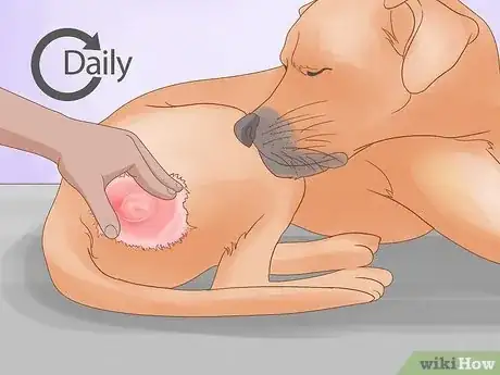 Imagen titulada Detect Skin Cancer in Dogs Step 2