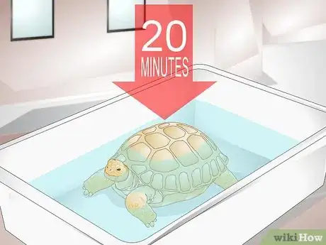 Imagen titulada Bathe a Tortoise Step 7