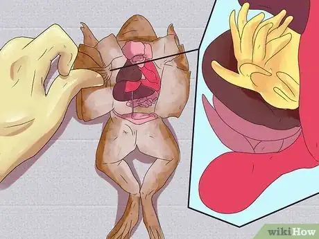 Imagen titulada Dissect a Frog Step 12