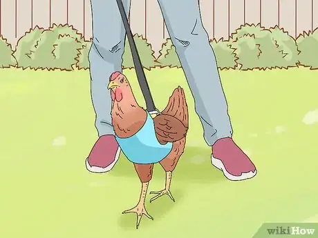 Imagen titulada Make a Chicken Harness Step 11