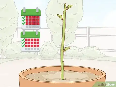 Imagen titulada Propagate Bougainvillea Step 8