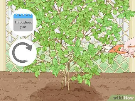 Imagen titulada Prune Jasmine Step 7