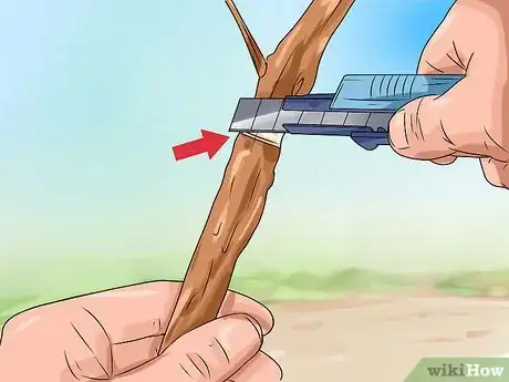 Imagen titulada Make a Japanese Maple Bonsai Tree Step 2