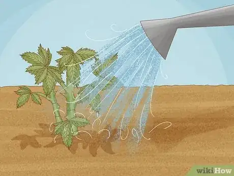 Imagen titulada Grow a Rose Bush from a Single Stem or Cutting Step 5