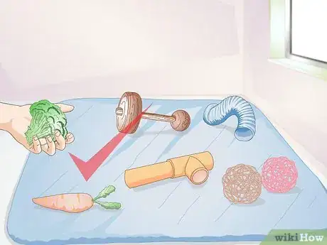 Imagen titulada Exercise Your Guinea Pig Step 9