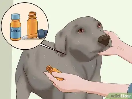 Imagen titulada Kill Fleas on Dogs Step 14