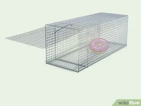 Imagen titulada Trap Raccoons Step 6