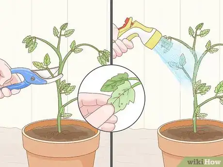 Imagen titulada Get Rid of Red Spider Mites Organically Step 14