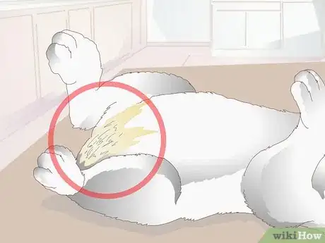 Imagen titulada Keep a Rabbit Clean Step 6