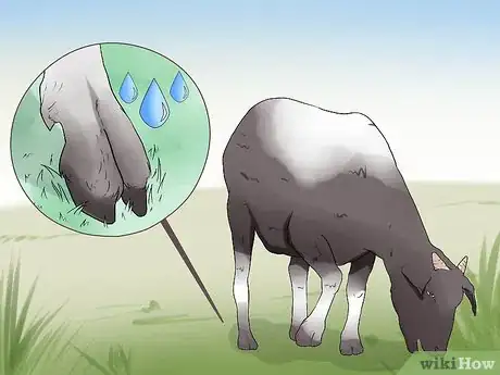 Imagen titulada Trim Goat Hooves Step 2